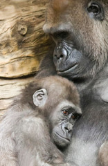 A Baby Gorilla Holds Fast to Its Mother - 260788527