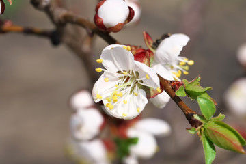 Closeup apricot flowers bloom