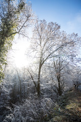 Frozen branches at Fruska Gora Mountain during winter