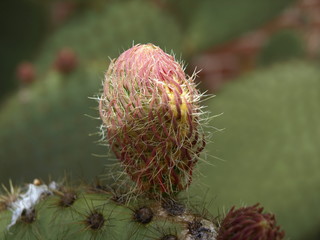 XCactus serre tropicale Jardin Massey Tarbes Hautes Pyrénées Occitanie France