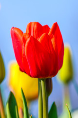 Bunte Tulpen im Frühling