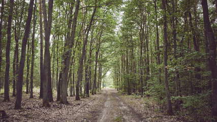 Obraz premium Panoramic view of a path in forest, color toning applied. 