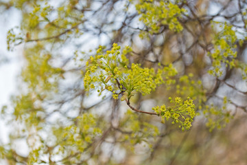 Branches of spring flowers of the Norway Maple. Blooming Norway Maple, Acer platanoides, flowers with blurred background macro