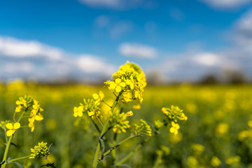 Obraz premium Ripened rapeseed on a field in western Germany, in the background a blue sky with white clouds.