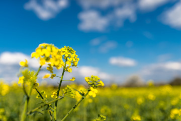 Obraz premium Ripened rapeseed on a field in western Germany, in the background a blue sky with white clouds.