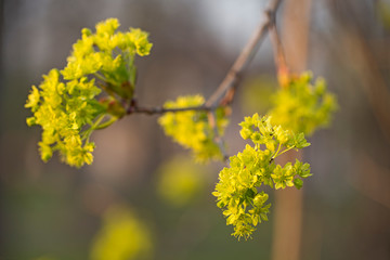 Branches of spring flowers of the Norway Maple. Blooming Norway Maple, Acer platanoides, flowers with blurred background macro