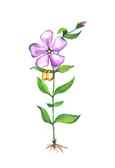 Fototapeta premium Watercolor illustration of periwinkle flower with gold wedding rings.