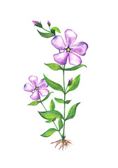 Watercolor illustration of periwinkle flower.