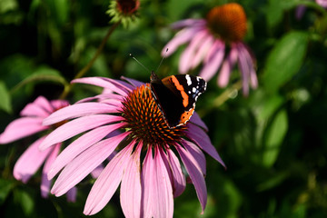 Butterfly on a flower scene