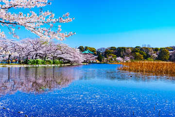 Spring Ueno park in Tokyo Japan