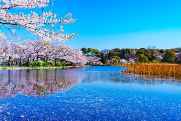 Gardinen Spring Ueno park in Tokyo Japan © show999