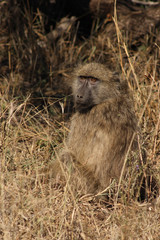 Bärenpavian / Chacma Baboon / Papio ursinus.