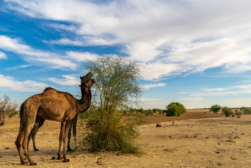 Camels in the desert, Sam Sand Dunes, Jaisalmer, Rajasthan, India