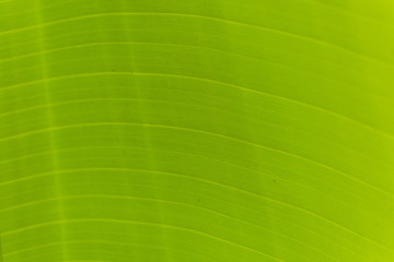 Close up of leaves as texture background