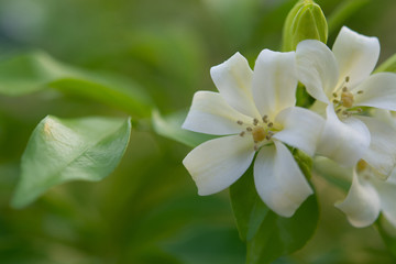 Obraz na płótnie Canvas White flower in the natural background beautiful.Orange jasmine