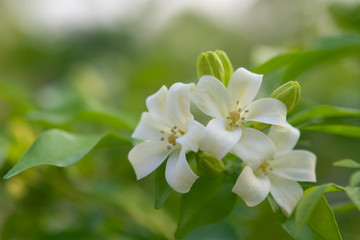  White flower in the natural background beautiful.Orange jasmine