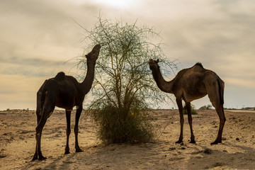 Camels in the desert, Sam Sand Dunes, Jaisalmer, Rajasthan, India