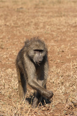Bärenpavian / Chacma Baboon / Papio ursinus.