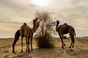 Camels in the desert, Sam Sand Dunes, Jaisalmer, Rajasthan, India