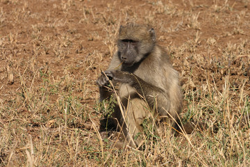 Bärenpavian / Chacma Baboon / Papio ursinus.