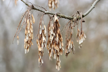 Des graines dans les branches