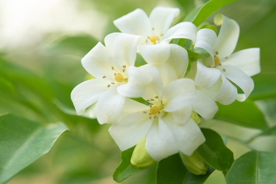 Fototapeta  White flower in the natural background beautiful.Orange jasmine