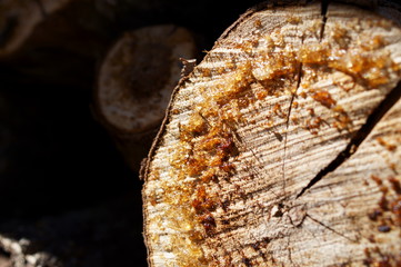 firewood Stack woodshed