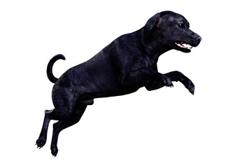 3D Rendering Labrador Dog on White
