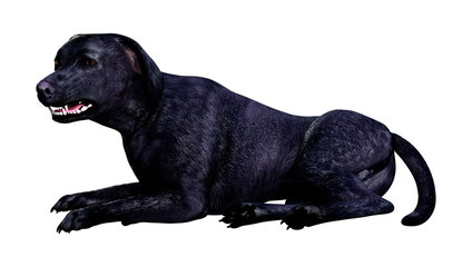 3D Rendering Labrador Dog on White