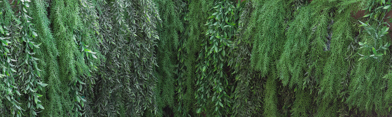 decorative green space of plants, spring tropical natural living background of leaves