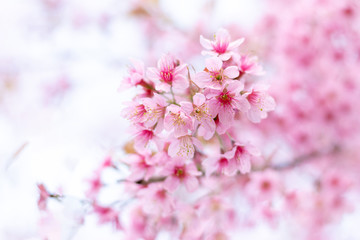 Close up of sakura flower , cherry blossom, as a background with copy space with pastel tone