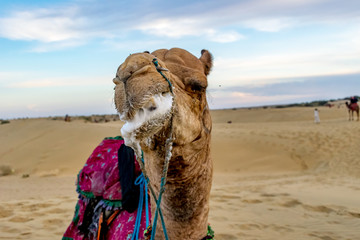 camel close up in a desert, Sam Sand Dunes, Jaisalmer, Rajasthan