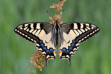 Spettacolare ritratto della farfalla Macaone (Papilio machaon)