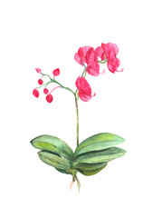 Watercolor illustration of pink orchid flower with green leaves and buds.