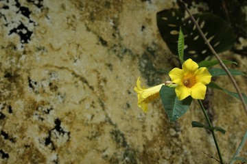 Yellow flower