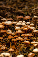 Mehrere Pilze auf einen Nadelwaldboden