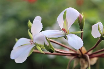 Fototapeta premium Delicate flowers