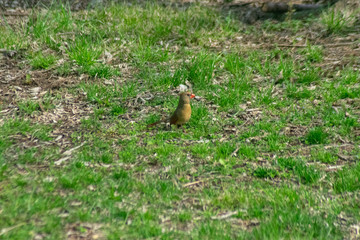 bird