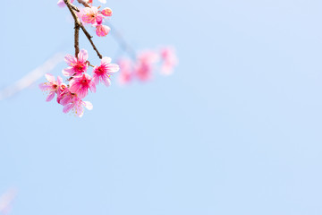 Close up of sakura flower , cherry blossom, as a background with copy space with pastel tone