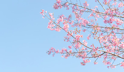 Close up of sakura flower , cherry blossom, as a background with copy space with pastel tone