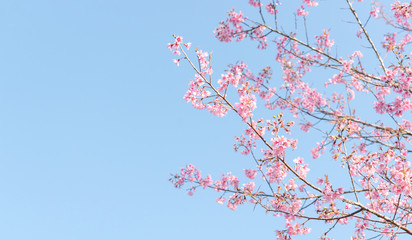 Close up of sakura flower , cherry blossom, as a background with copy space with pastel tone