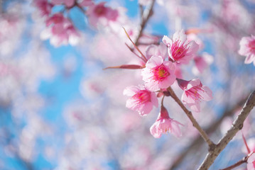 Closeup in the beauty of the cherry blossom flower nature in winter-flowering light pink.