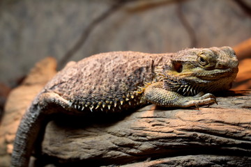 A Pogona Vitticeps resting on a branch