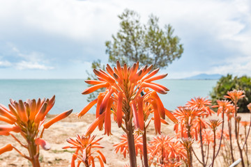 Obraz premium Flores mediterráneas