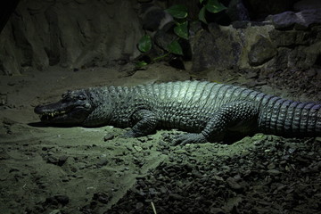 Fototapeta premium a Crocodile out of the water