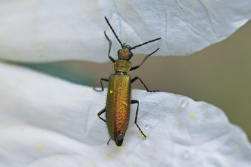 beetle on flower