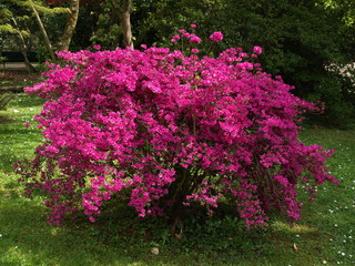 Azalea azal&eacute;e