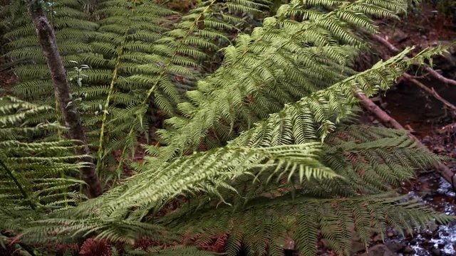 A close up view of ferns in the wind. A green ferns with dark soil and a water flow as background.