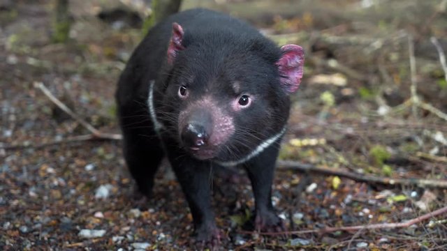 Tasmanian devil sniffing around at the Devils at Cradle sanctuary in Cradle Mountain, Australia