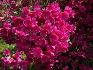 Azalea azalée